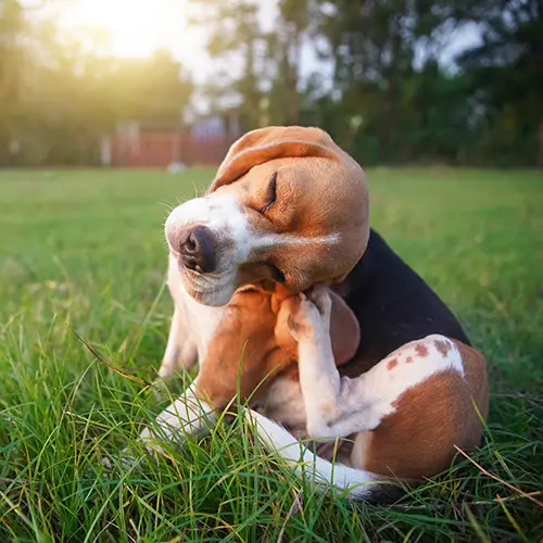 Flea and Tick Control Services by Medic Lawn Serving Tampa Bay