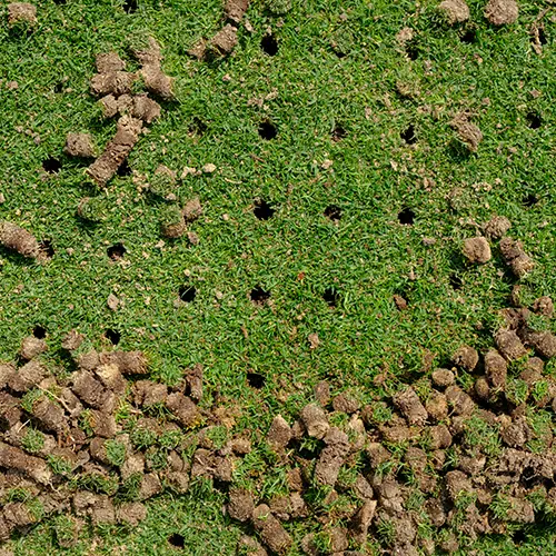 Lawn Aeration Services by Medic Lawn Serving Tampa Bay