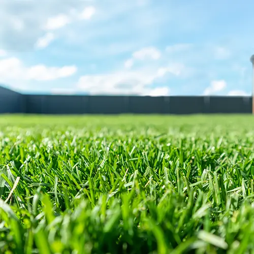 Lawn Fertilization Services by Medic Lawn Serving Tampa Bay