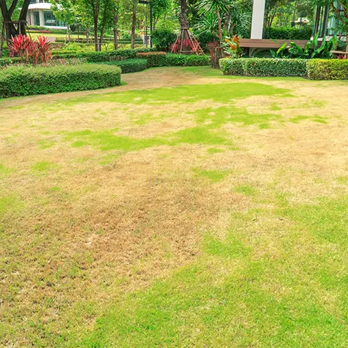 Lawn Pest Control Services by Medic Lawn Serving Tampa Bay