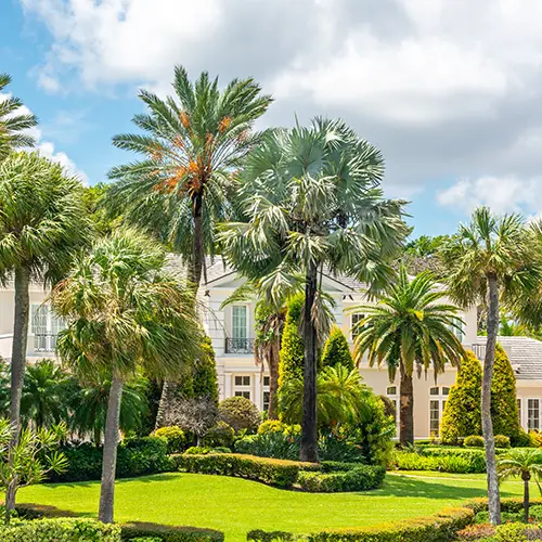 Palm Tree Care Services by Medic Lawn Serving Tampa Bay